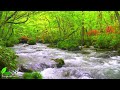 Soft and Gentle Sound of Streams and Birdsong for Insomnia, Deep sleep, Relaxation