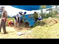 HARVESTING RICE MR 308 RESISTANT RICE POTENTIAL FOR VERY SATISFACTORY RESULTS
