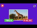 Animal Fun Facts: True or False Bonanza Quiz