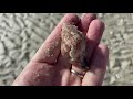 Shelling Gulf Coast sandbars and islands from a kayak. No boat, no problem! PART 1