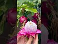 dragon fruit ड्रैगन फ्रूट खाने से क्या फायदा होता है?@ yimto yimkhiung