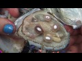 4 DIFFERENT GLITTER OYSTERS REVEAL BEAUTIFUL PEARLS