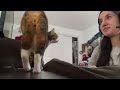 My cat slaps me while gaming #catvideos #gaming