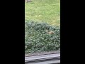 Squirrel in my Yard