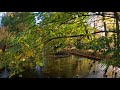 Autumn Leaves By Nat King Cole Cinematic Video II Gdansk Park Oliwski