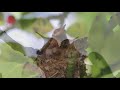 Hummingbird Babies Birth to Fledging the Nest ~ First Flight ~ Amazing!