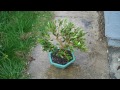 How to create an Olive tree Bonsai Part 3 root pruning and potting.mp4