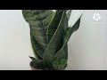 Snake plant വീടിന്റെ ഈ ദിക്കിൽ വെച്ചാൽ ഫലം 😱😱//Vastu tips