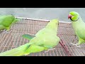 Green Ringneck parrot playing | Playful parrot 🦜 | speaks in Urdu&Hindi