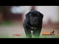 Best Videos SOUTH AFRICAN BOERBOEL In The World...