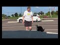 Training Heeling 8/2/24 - Watch POE Grow - The life and Training of a Competition Puppy