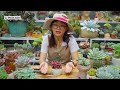 Succulent tricks to get Vibrant colors / Joy Garden