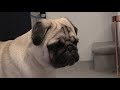 Pablo Meets Winston! | Pug Meets Pug Puppy