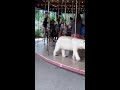 Matt Romero-Denver Zoo,World lion day