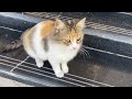 Cat are playing with me,cat irritating me| Need your support plz subscribe