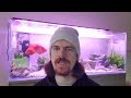 Oranda Goldfish | My Experience Keeping