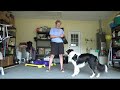 Heeling Tips & Tricks #-3 REA intro -  Watch POE Grow - The life and Training of a Competition Puppy