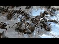 Ant's in your garden