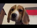 Waking up is hard for a beagle puppy! Rubs his eyes