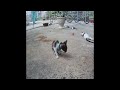 🤣😸 Try Not To Laugh Dogs And Cats 🐱🤣 Best Funny Animal Videos #16