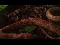 Corn Snake Feeding Time-lapse (Part II)