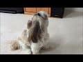 Shih Tzu is Howling and Barking at Her Squeaky Toy, Super Cute! 🐶😂 | Adorable Lacey Dog  🐾