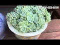 Beautiful succulents garden for sale , please call or text (714-552-2093)