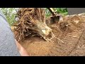 Knocking down a old tree with a John Deere 120 Excavator