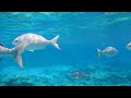 Aquarium 4K VIDEO UHD - The Awe Inspiring Beauty of Marine Life - Stunning Aquarium Relax Music
