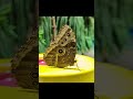 Butterflies in slow motion at the American Museum of Natural History, New York