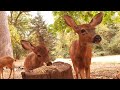 Betty, Flo and Bettys Fawn (thanks to @APieceofPeace2022 for help identifying the lump)