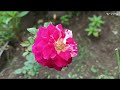 Natures Beautiful Flowers Tour | Flower Tour | Beautiful flowers at my home . | flower lover ||