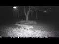 Backyard trail cam May 2021