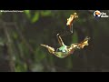 This Is How a Tadpole Transforms Into A Frog | The Dodo