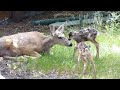 Twin fawns born in my backyard.