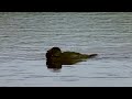 This Talking Musk Duck Learned to Swear Like Humans: ‘You Bloody Fool’