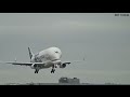 BELUGA landing at Heathrow airport 9th sept 2024 CREDITS TO DANNOS AVIATION FLIGHT FOCUS AND BIGJETV