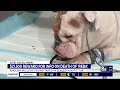 $21K reward offered for information on bulldog's death after she was found sealed in in plastic tub