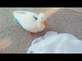 Duck vs Plastic Bag
