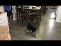 Thor the Pug “Play Ball”