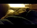 Bella snoring