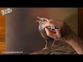 How to draw a tiny bird - Time Lapse (Long Version)