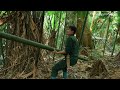 5 Days Building a shelter with bamboo in the forest, Survival skills for solo shelter building | Ep1