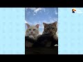 These Two Feral Cats Will Restore Your Faith In True Love | The Dodo Cat Crazy
