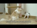 What Happens When the Big Cat Wants To Be Friends With the Rescued Kitten │ Episode.101