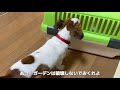 【DIY】100均だけで、なのはの庭をつくってみた　ジャックラッセルテリア子犬【なのは】