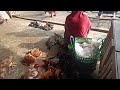 CEK HARGA AYAM KAMPUNG DI PATI PESEN COD AREA KAYEN SIAP...