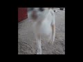 😆😹 Funny Dog And Cat Videos 😍😻 Best Funny Animal Videos #17