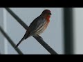 House Finch Singing at Portland International Airport - June 6, 2023