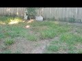 neighbor dog stalk walk ritual